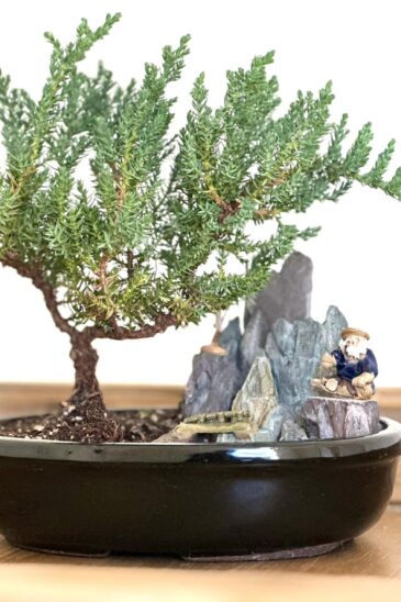 juniper bonsai tree