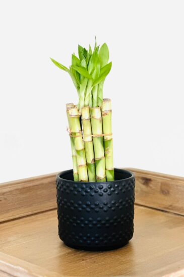 lucky bamboo straight by florista