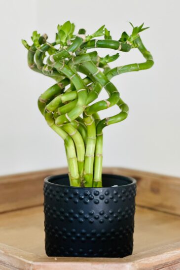 lucky bamboo curly