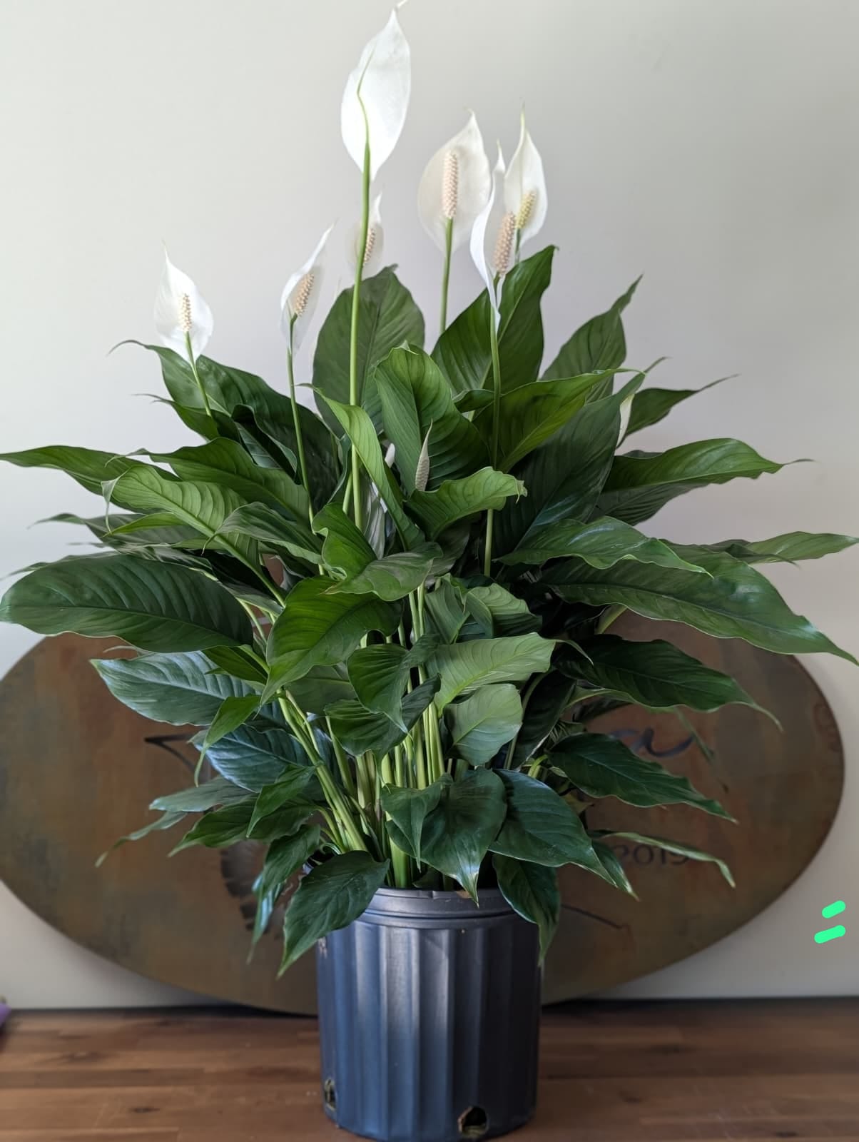Peace Lily - Gallon pot