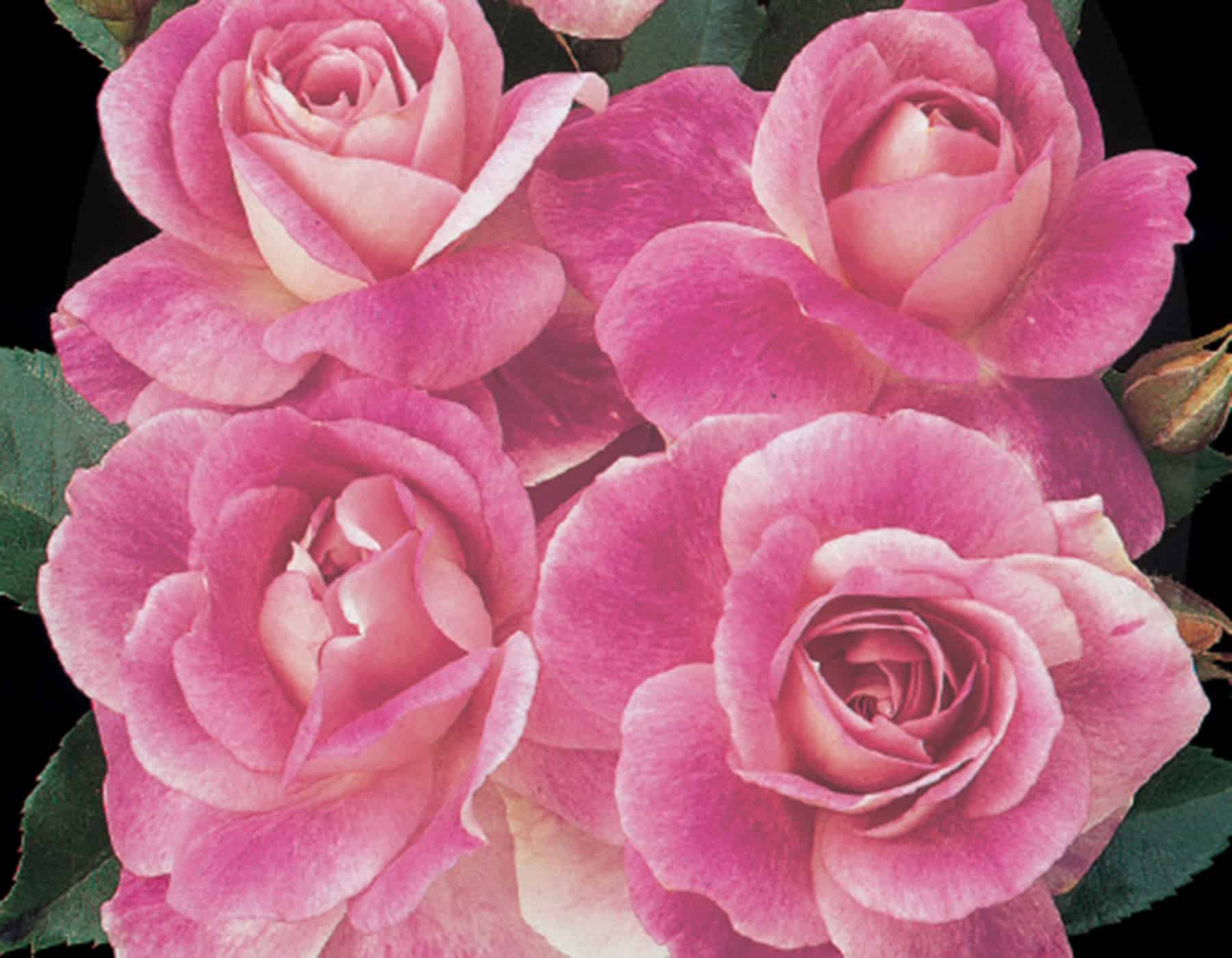 Brilliant_Pink_Iceberg_002