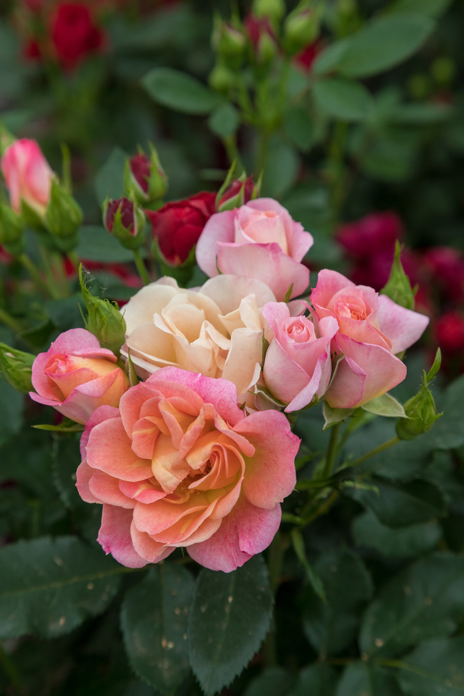 Peach_Sunblaze_Blooms_005