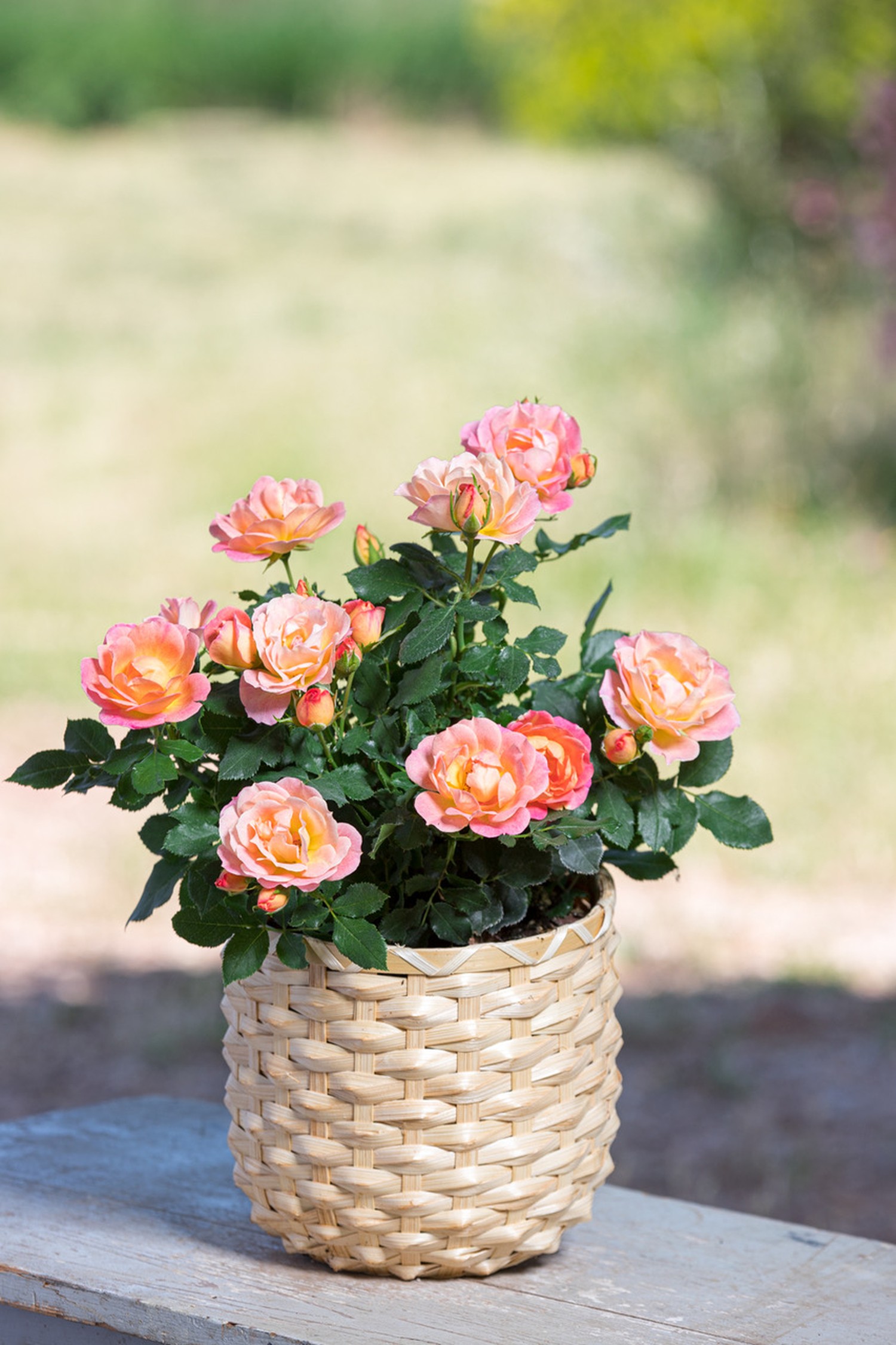 Peach_Sunblaze_Container_001