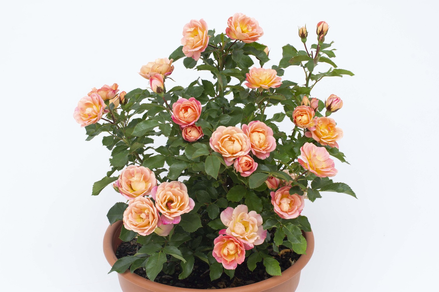 Peach_Sunblaze_Container_007