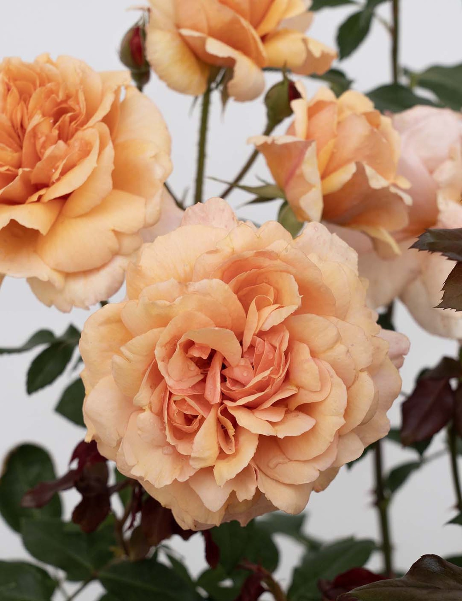 SunbeltSoulSister_Blooms_002