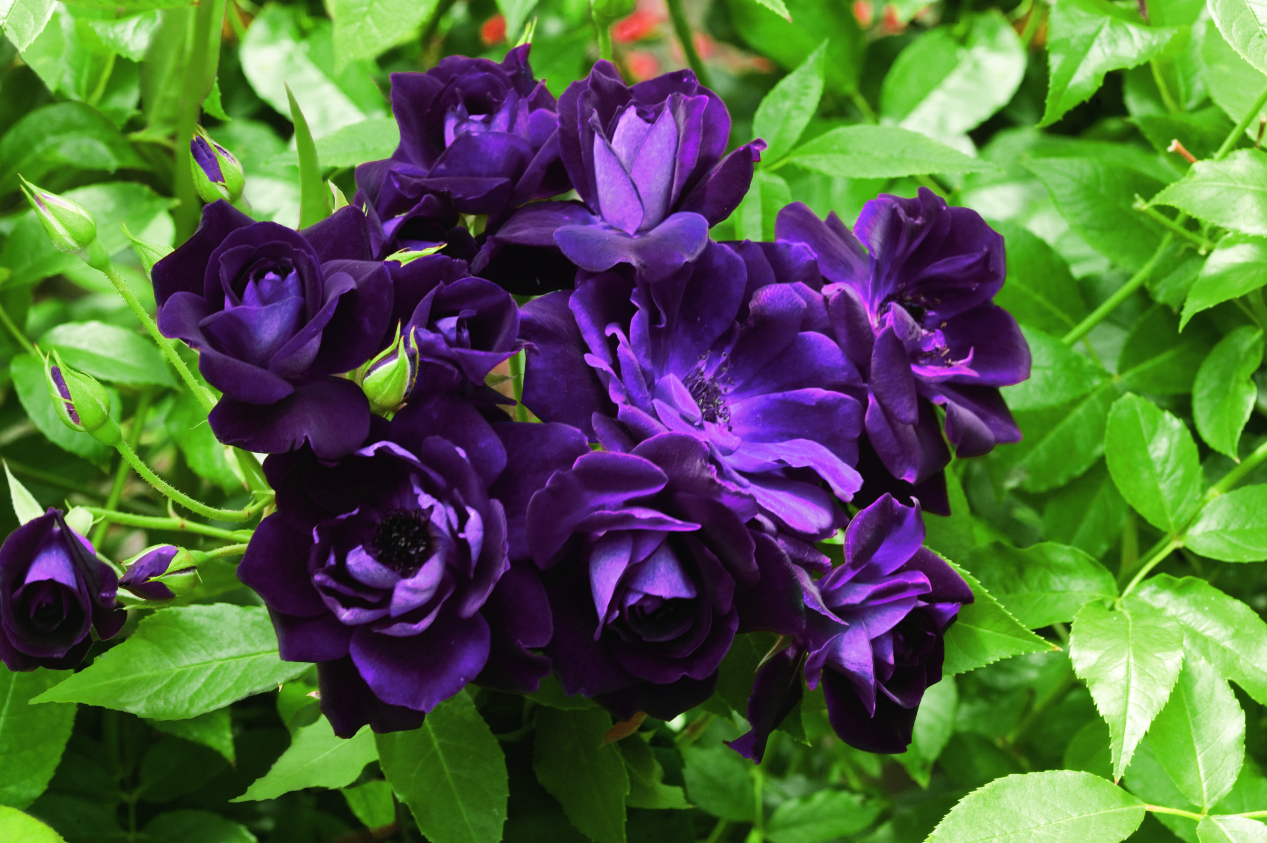 Burgandy_Iceberg_001