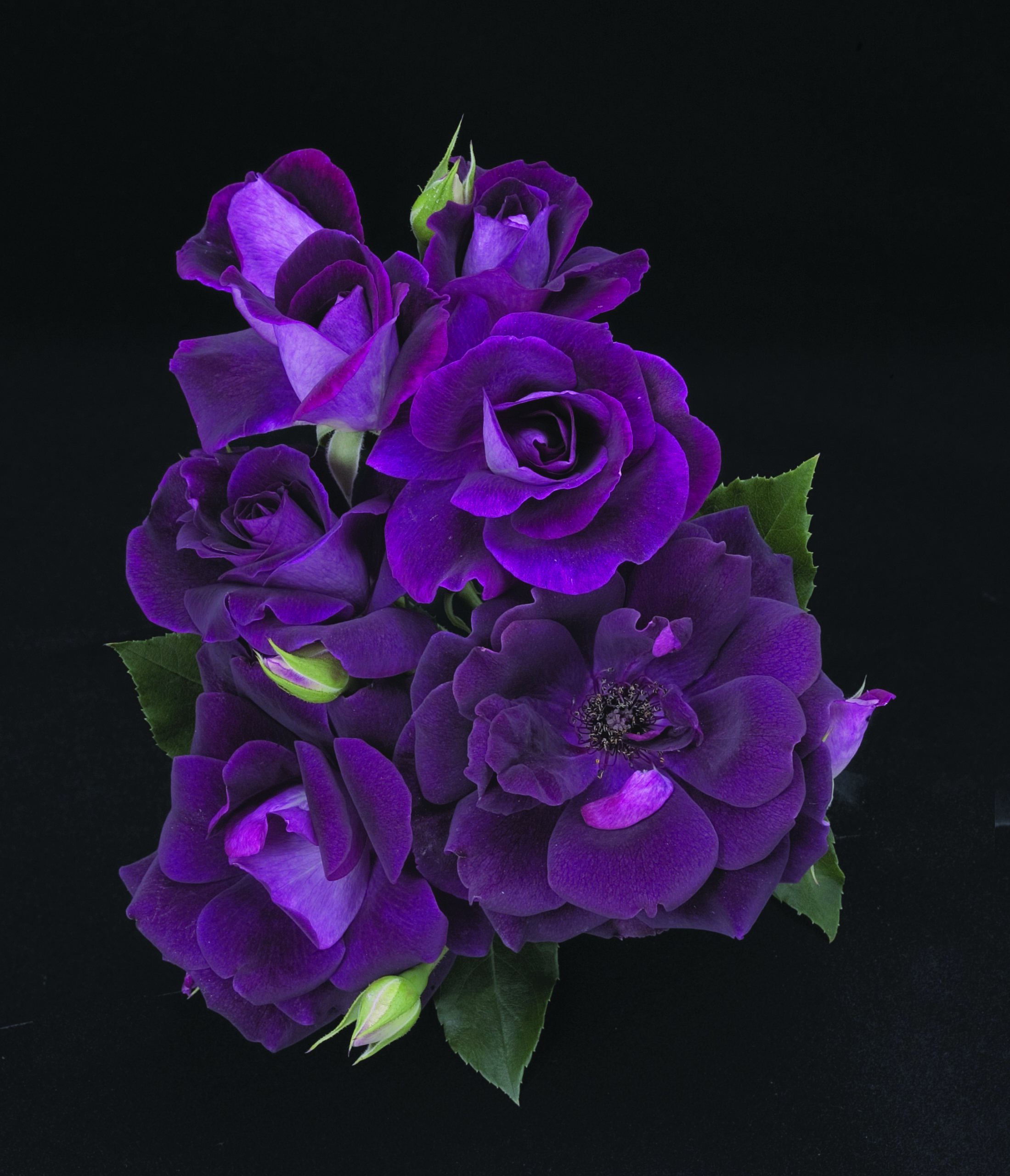 Burgandy_Iceberg_002