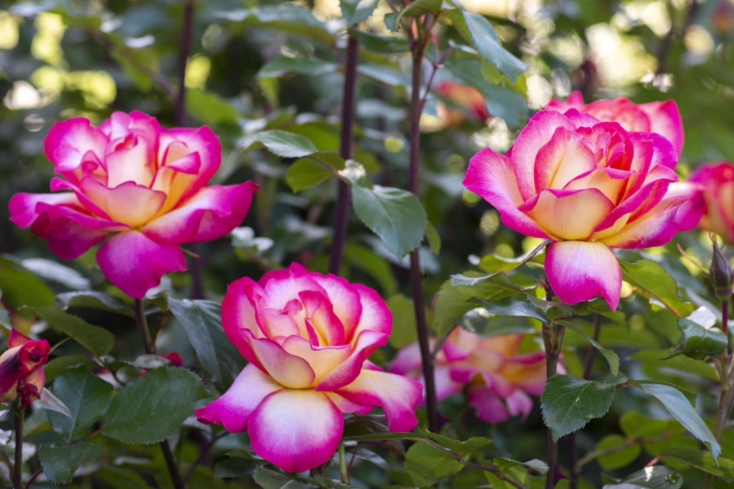 Rainbow_Sorbet™_004