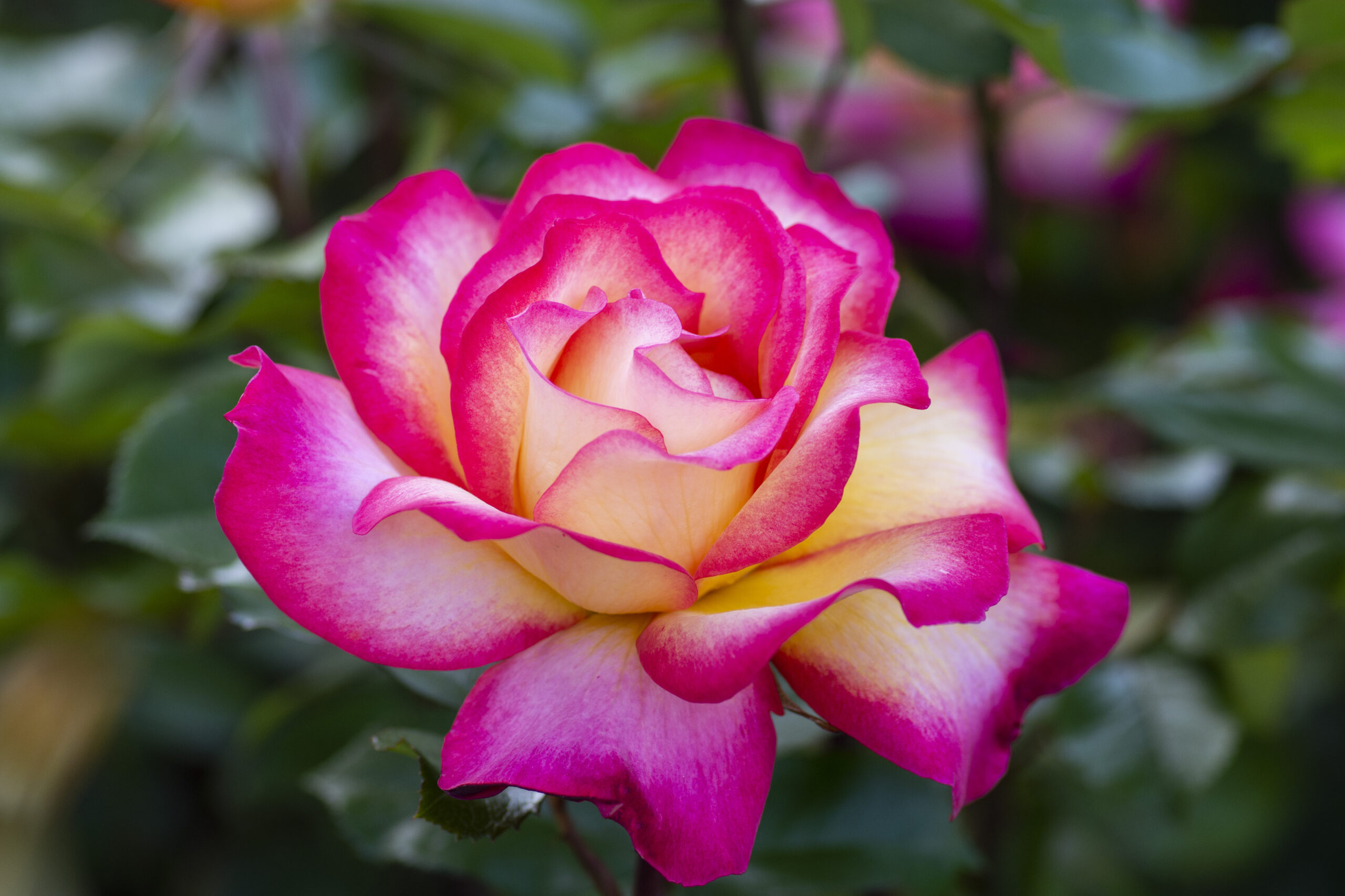 Rainbow_Sorbet™_006