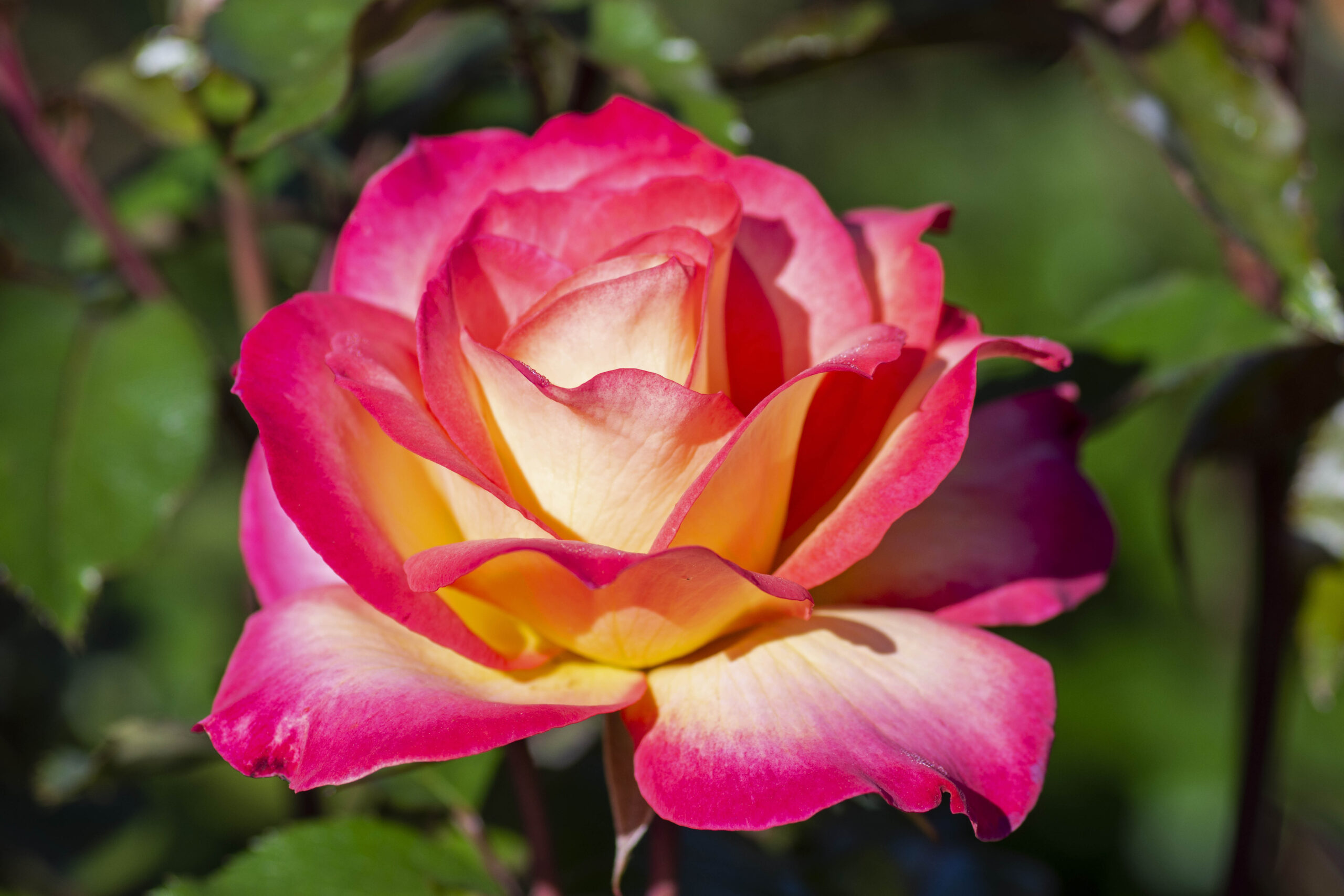 Rainbow_Sorbet™_011