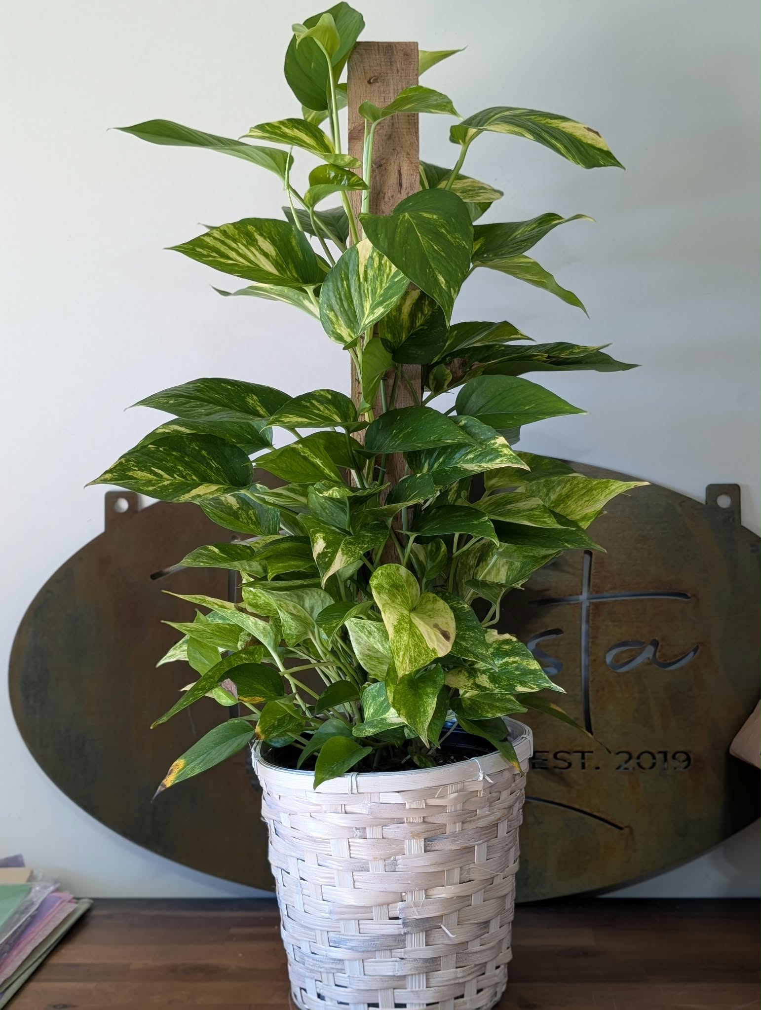 Ivy - Pothos